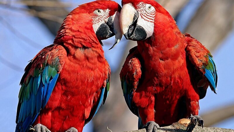 Two Red Parrots — Calm, Afternoon, Photograph, Birds