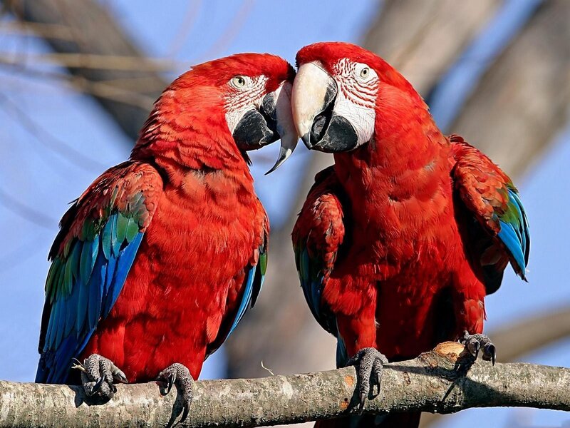 Two Red Parrots — Calm, Afternoon, Photograph, Branch, Sky, Blue, Green