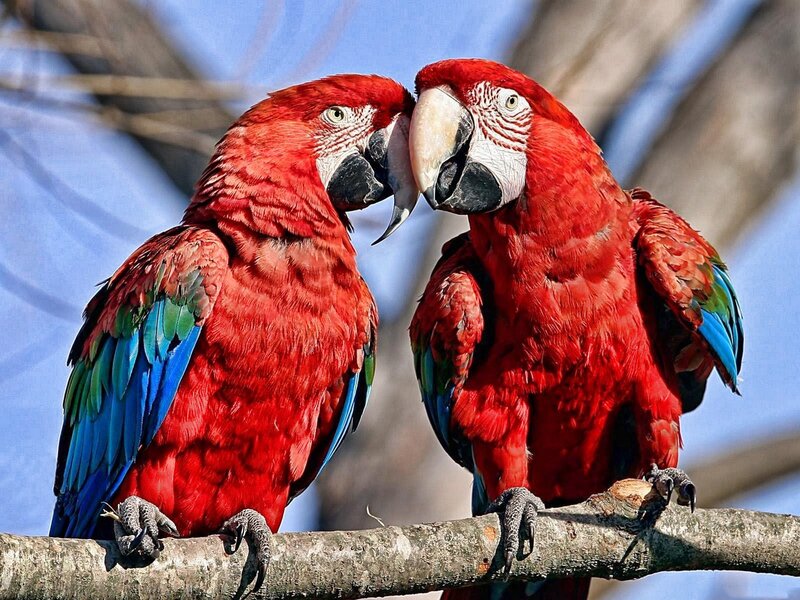 Two Red Parrots — Calm, Afternoon, Photograph, Branch, Sky