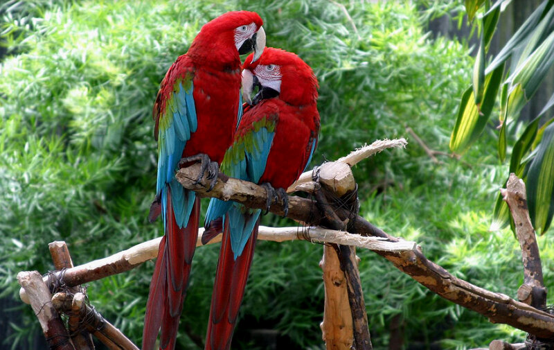Two Red Parrots — Calm, Afternoon