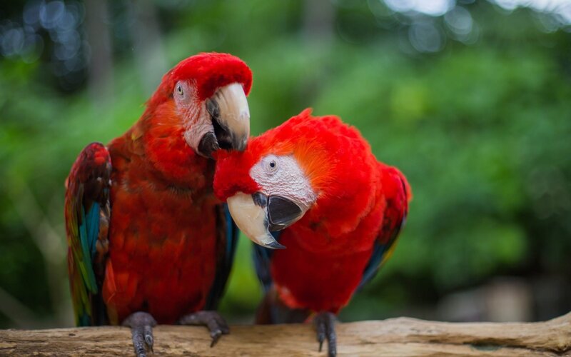 Two Red Parrots — Calm, Photograph, Birds