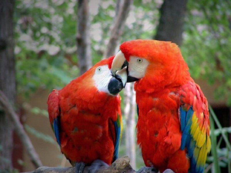 Two Red Parrots — Calm, Photograph