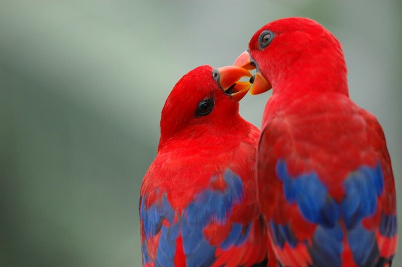 Two Red Parrots — Calm