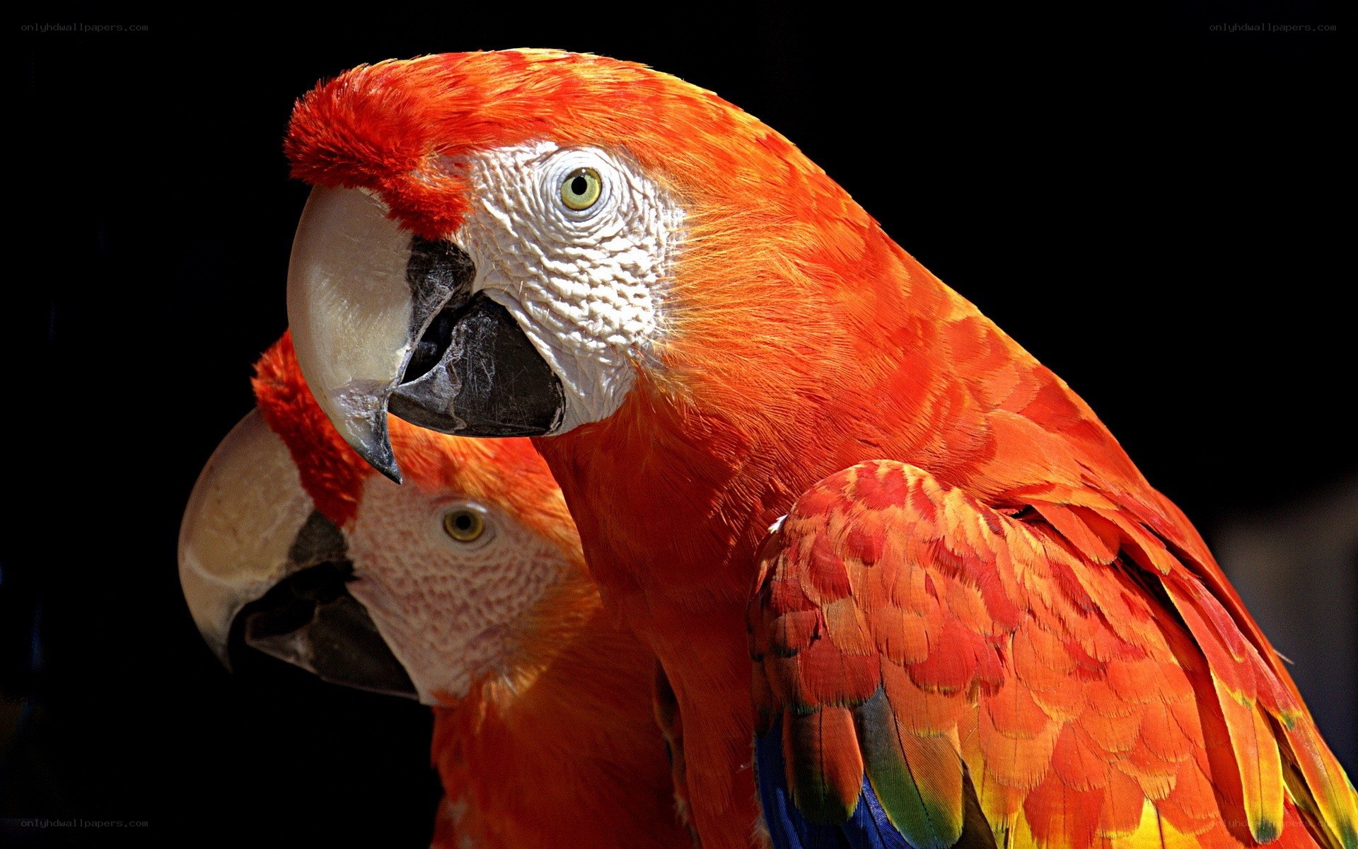 Two red parrots in close-up