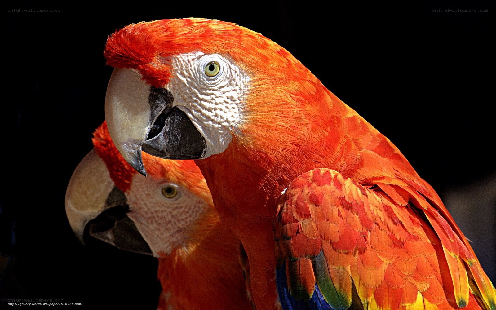 Two red parrots in close-up