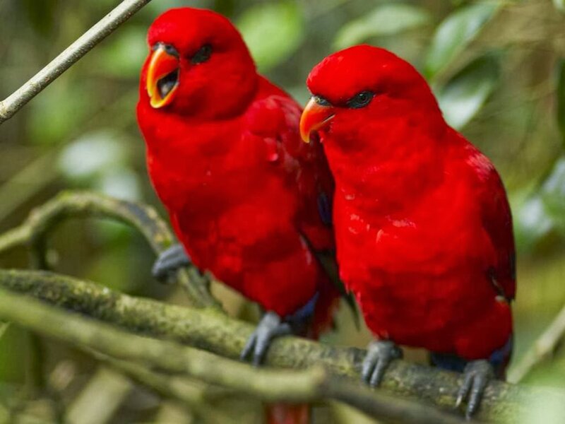 Two Red Parrots — Natural