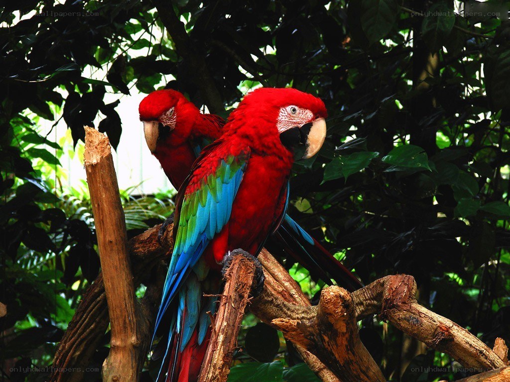 Two red parrots on a branch