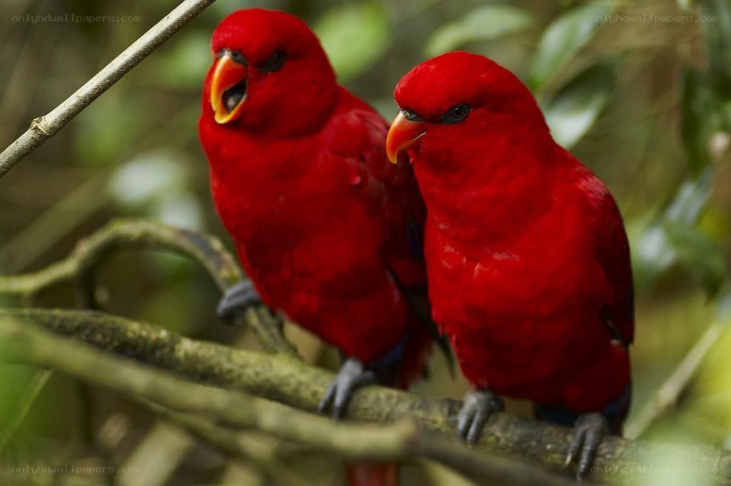 Two red parrots on a branch