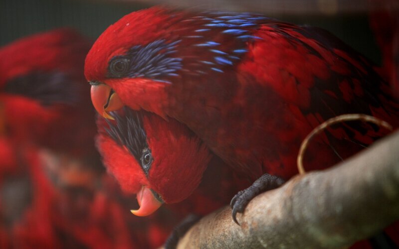 Two red parrots on a branch