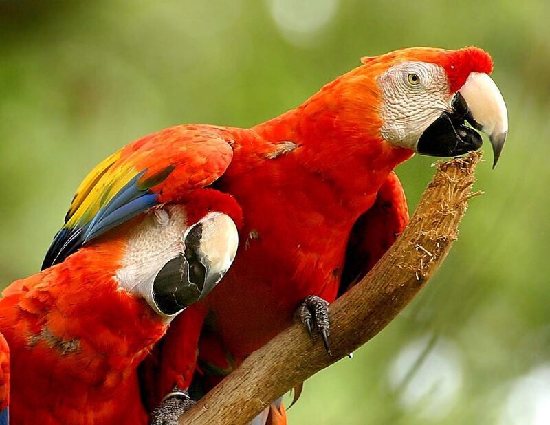 Two red parrots on a branch