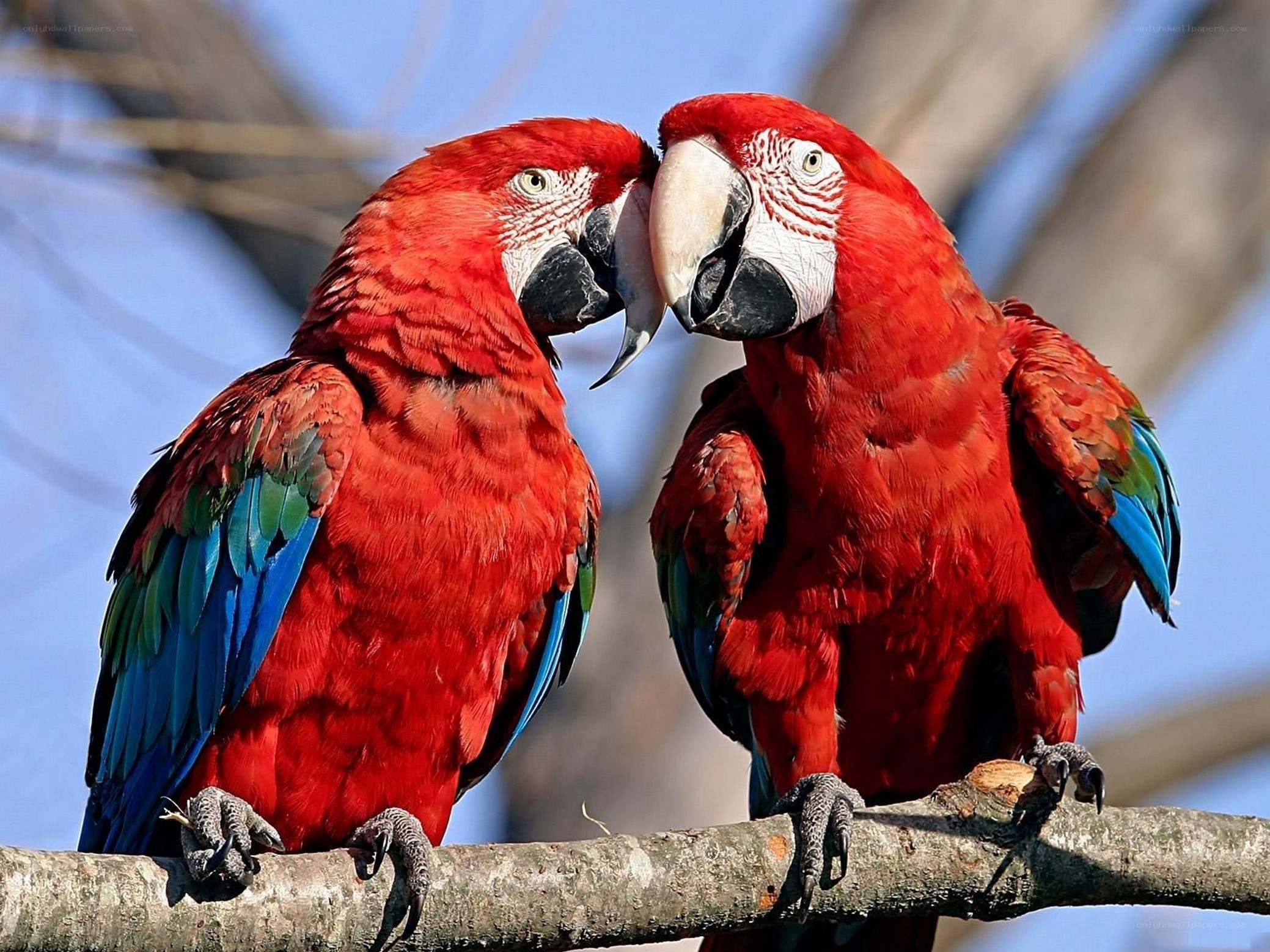 Two red parrots on a branch