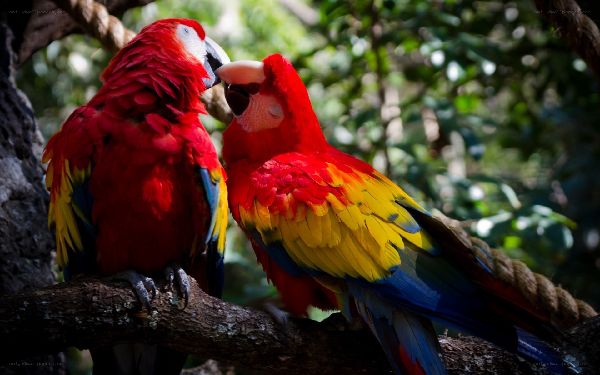 Two red parrots on a branch