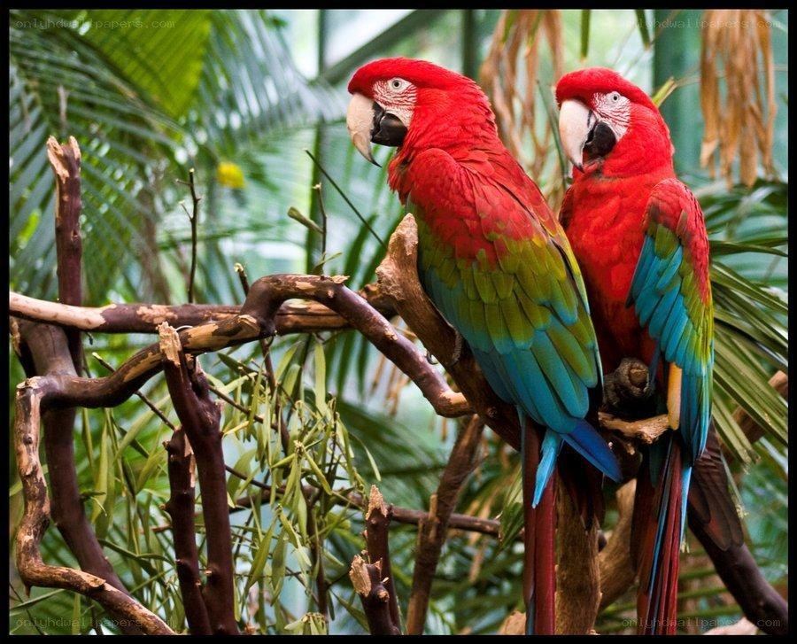 Two red parrots on a branch