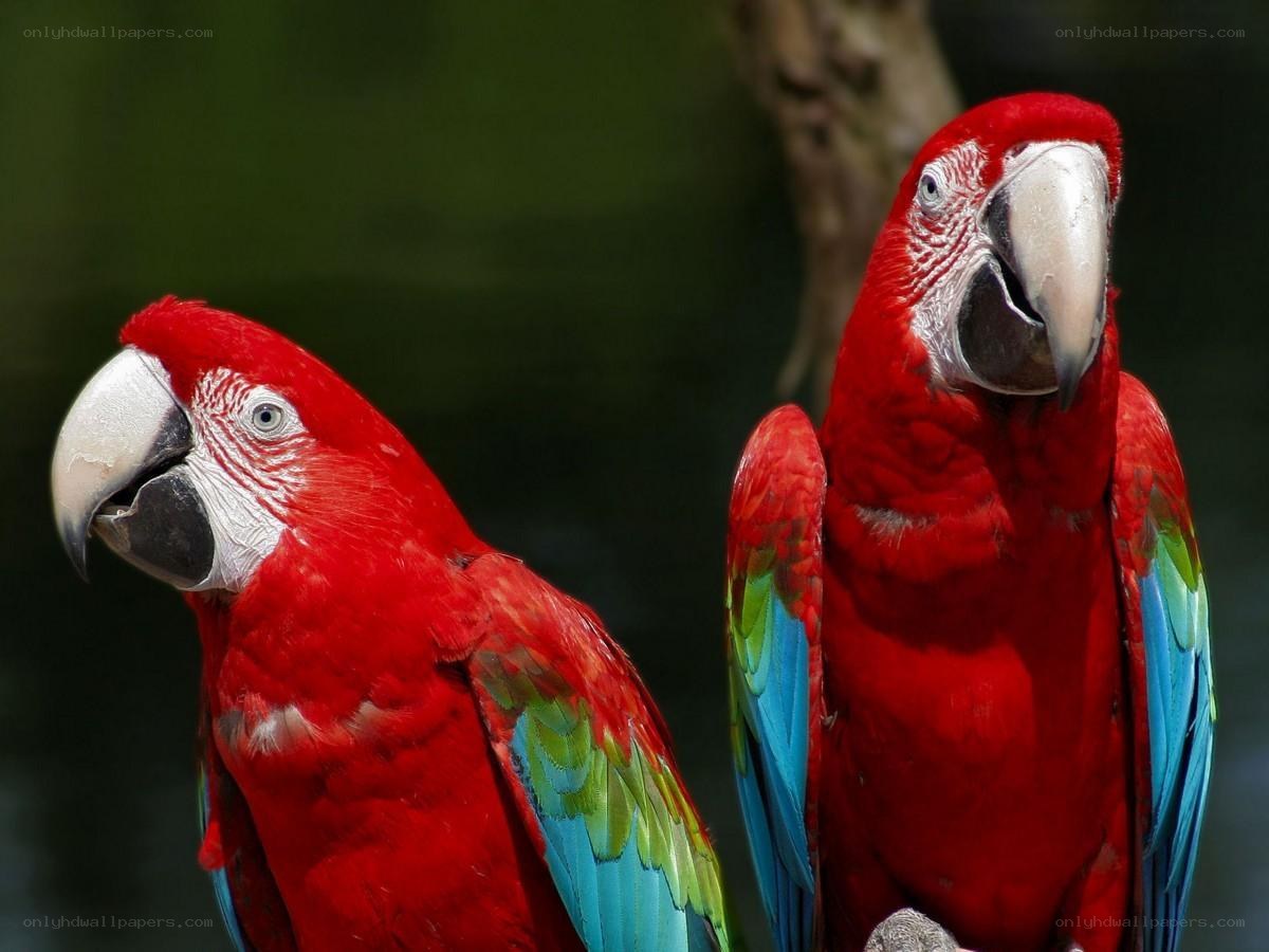 Two red parrots on a branch