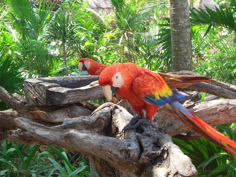 Two red parrots on a branch