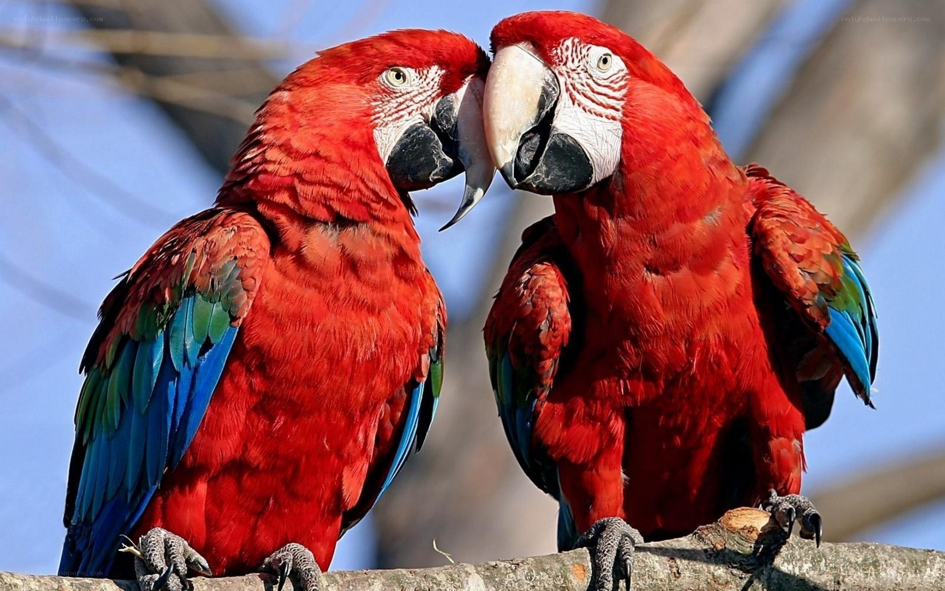 Two red parrots on a branch