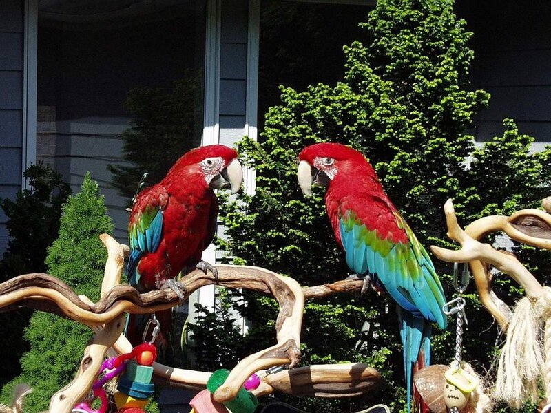 Two red parrots on a perch