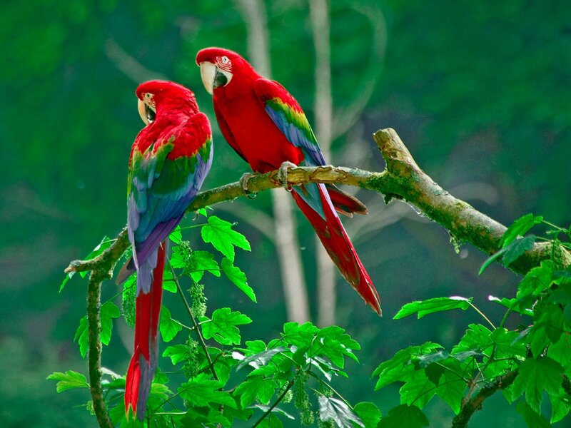 Two Red Parrots on Branch — Natural, Photograph