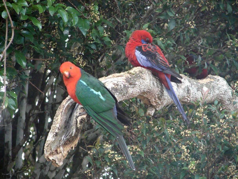 Two Red Parrots on Branch — Natural