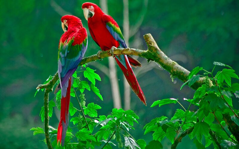 Two Red Parrots on Branch — Serene, Afternoon, Photograph