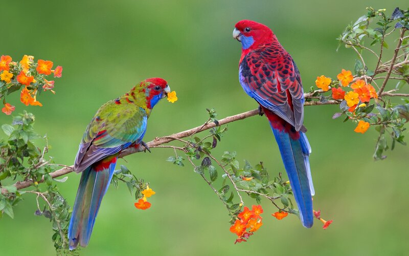 Two Red Parrots on Branch — Serene, Afternoon