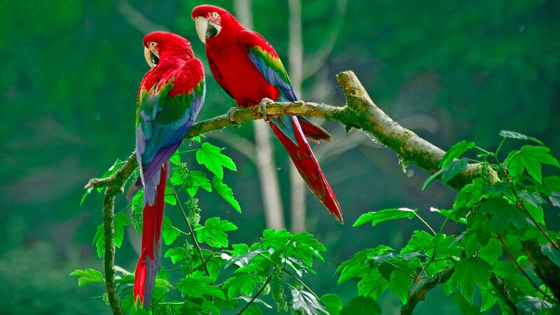 Two Red Parrots on Branch — Serene, Photograph