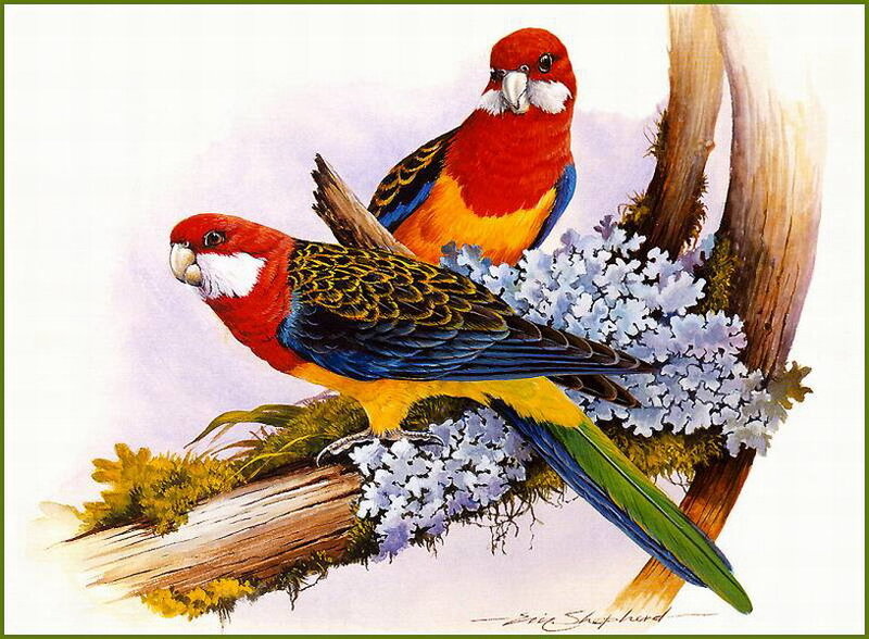 Two Red Parrots on Branch