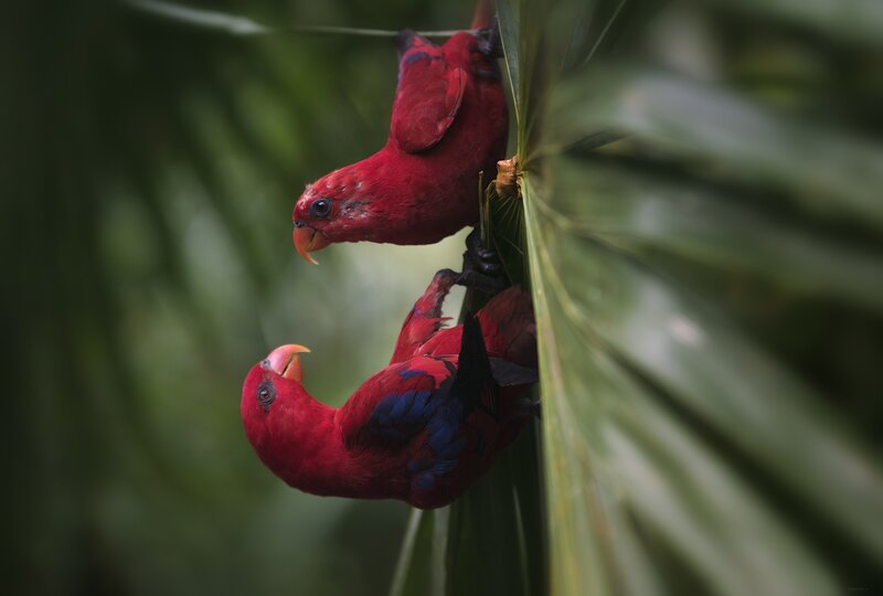 Two Red Parrots on Leaf