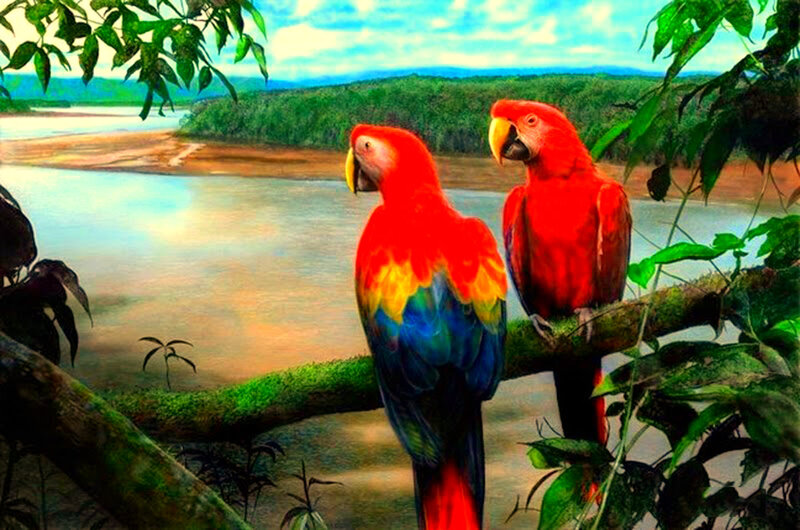 Two Red Parrots — Serene