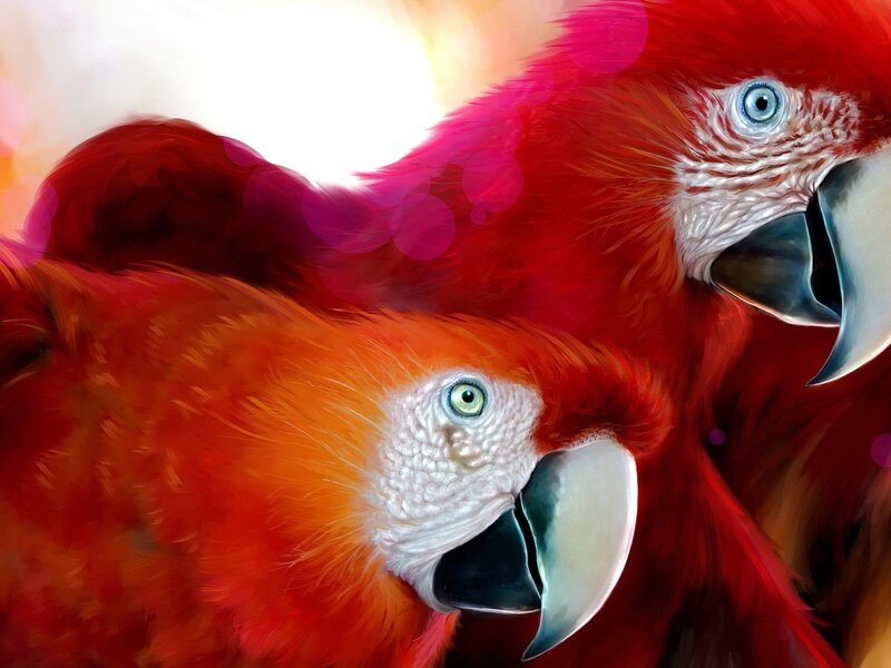 Two Red Parrots