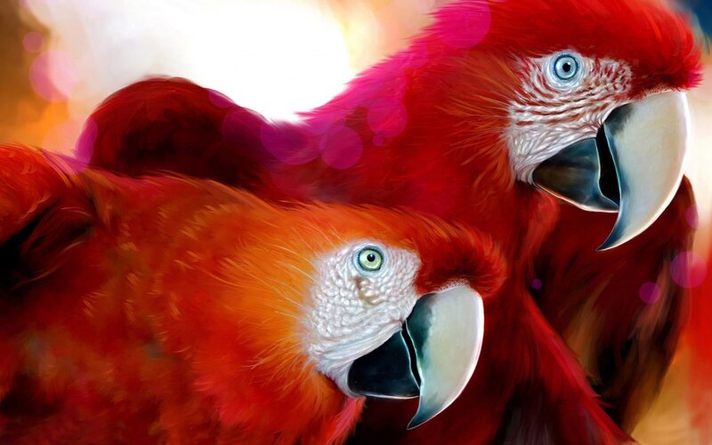 Two Red Parrots — Vibrant