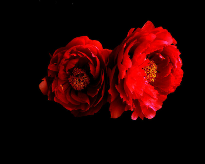 Two Red Peonies