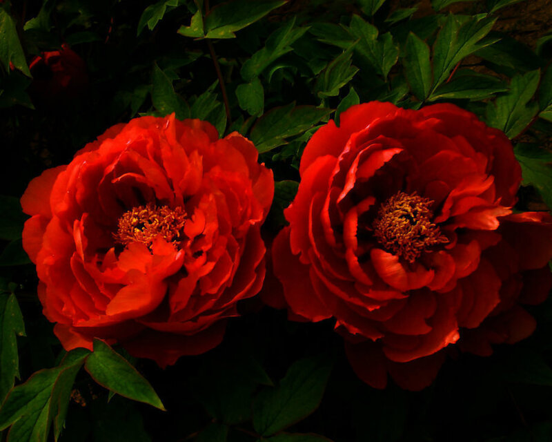 Two Red Peony Flowers