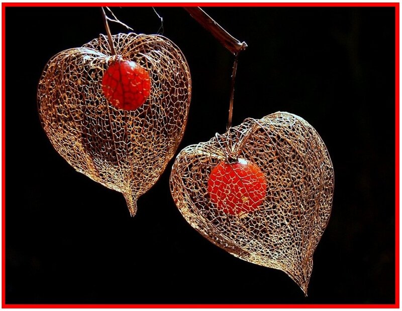 Two red physalis fruits