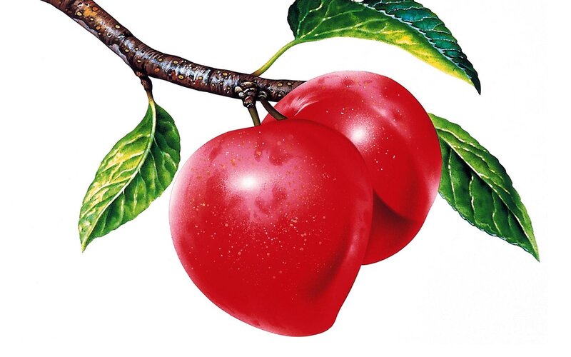 Two Red Plums on Branch — Calm