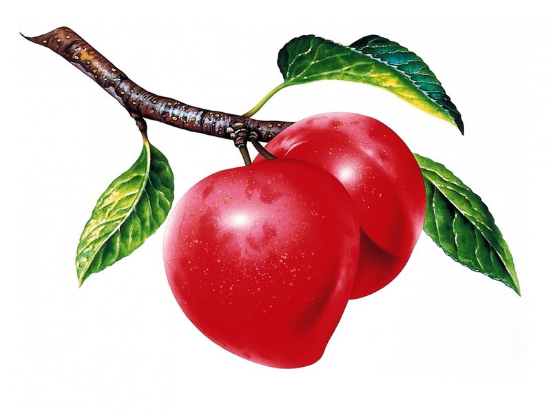 Two Red Plums on Branch
