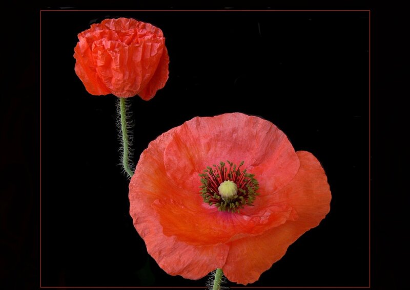 Two Red Poppies — Dramatic, Photograph, Flower