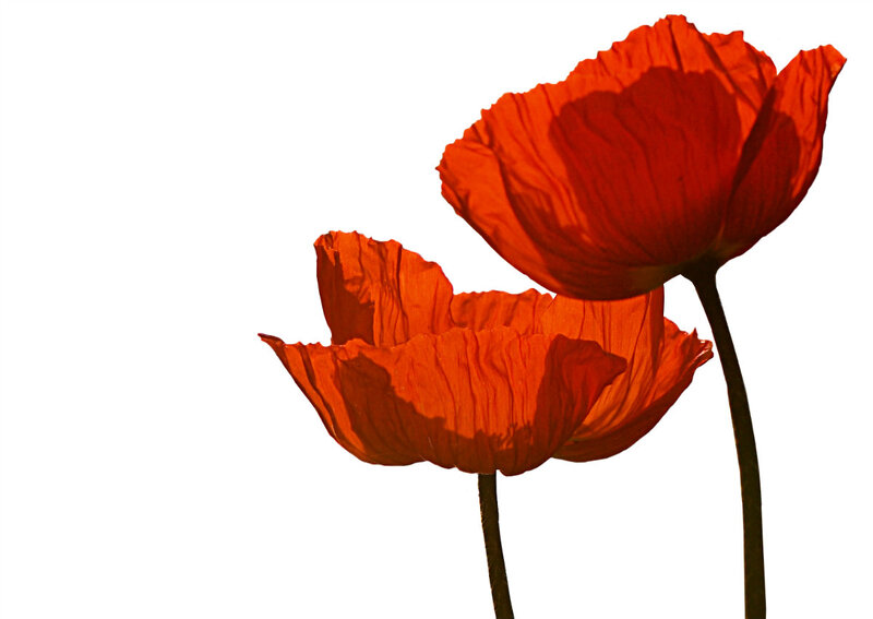 Two Red Poppies — Dramatic, Photograph