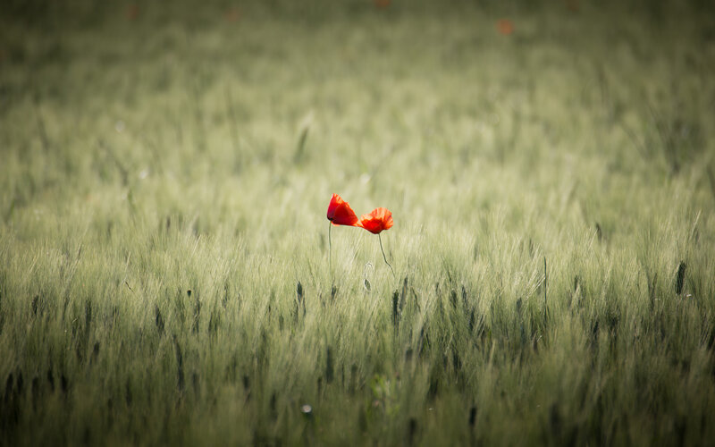 Two Red Poppies — Green