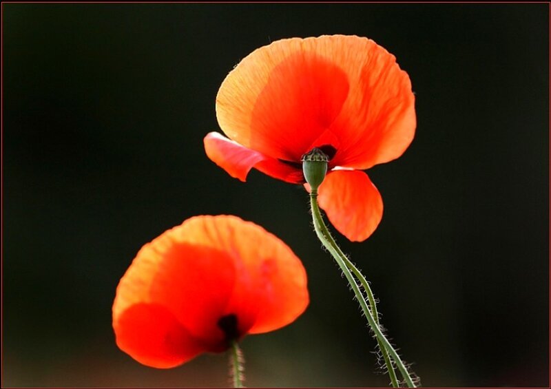 Two red poppies in bloom