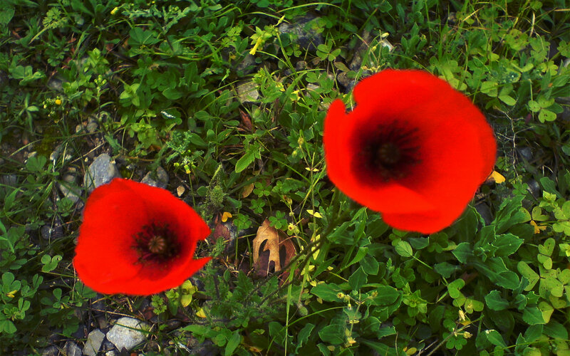 Two Red Poppies — Natural