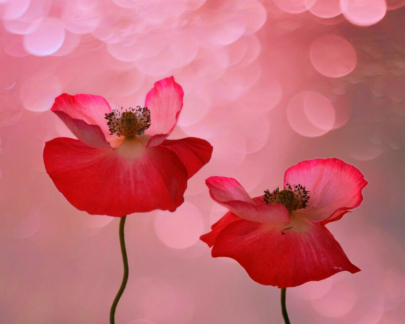 Two Red Poppies — Serene, Photograph