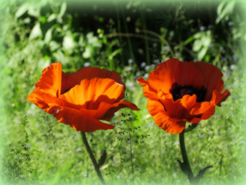 Two Red Poppies — Serene