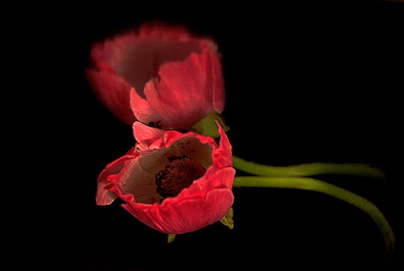 Two Red Poppies