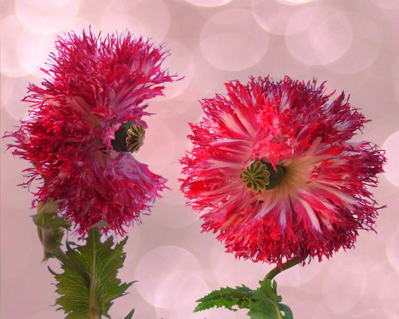 Two Red Poppy Flowers — Calm