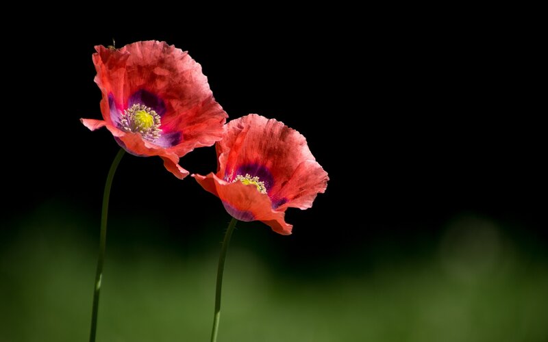 Two Red Poppy Flowers — Dramatic, Photograph