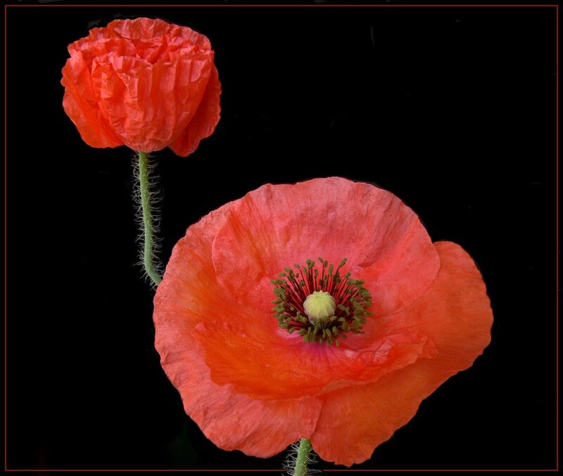 Two Red Poppy Flowers — Dramatic