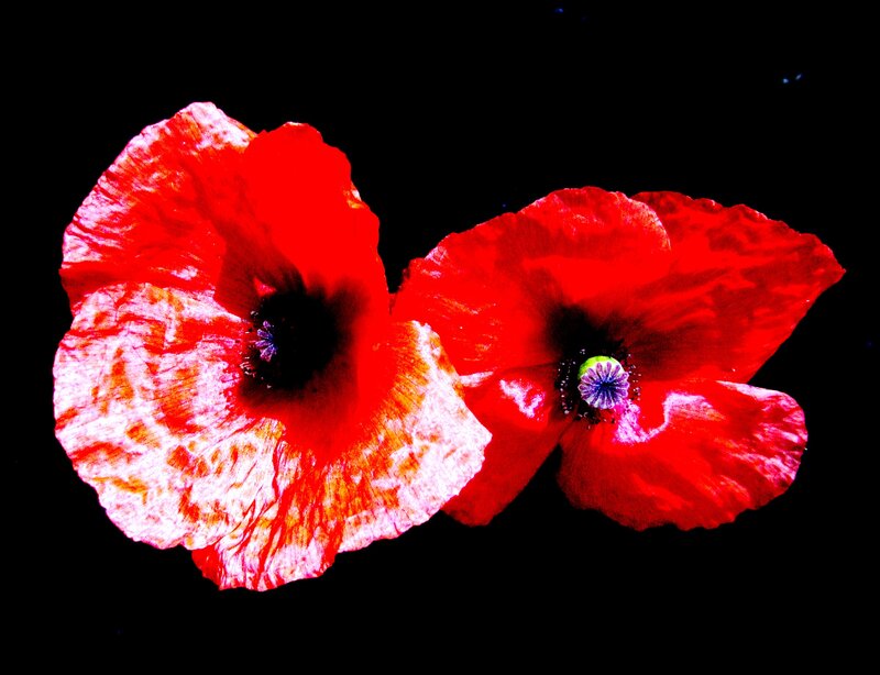 Two Red Poppy Flowers