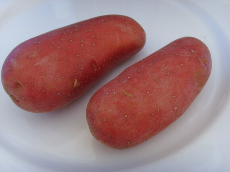 two red potatoes on a plate