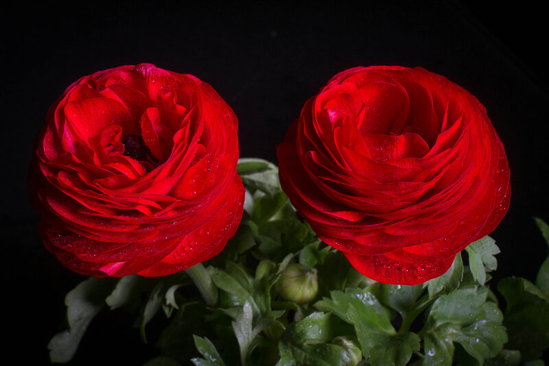 Two Red Ranunculus Flowers — Dramatic, Photograph, Green Leaves